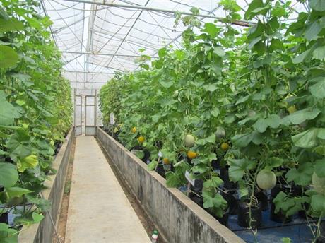 Quy trình công nghệ trồng dưa lưới trong nhà kính Unifarm